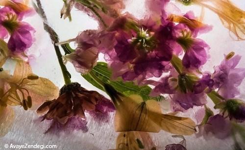 عکس‌‌های نفس‌گیر از گل‌های یخ‌زده 