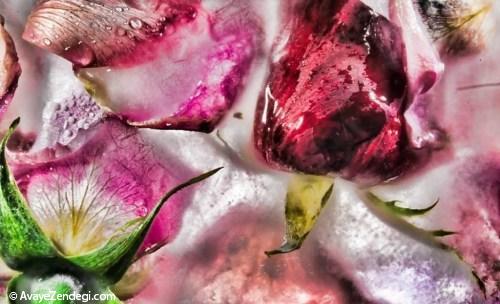 عکس‌‌های نفس‌گیر از گل‌های یخ‌زده 