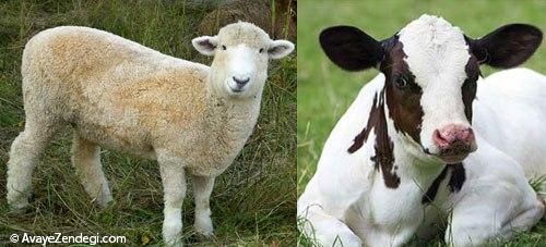 گوشت گوساله یا گوسفند؟