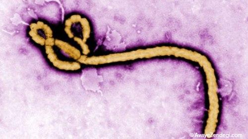ویروس ابولا چیست؟