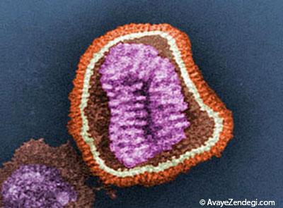 پنج ویروس مهلک‌تر از ابولا