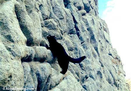  گربه‌ خانگی که صخره نورد شد 