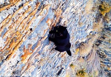  گربه‌ خانگی که صخره نورد شد 