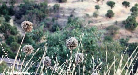لرستان یکی از استانهای زیبا در غرب ایران لرستان یکی از استانهای زیبا در غرب ایران