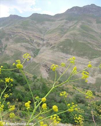 خور؛ یک روستای خوب 