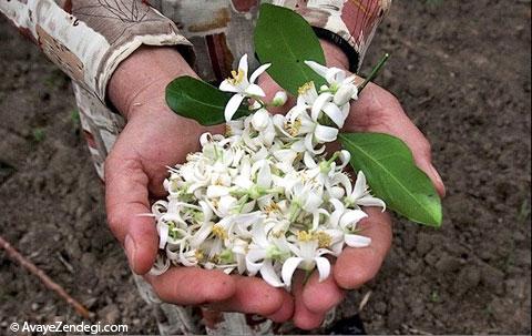 روش تهیه مربای بهارنارنج روش تهیه مربای بهارنارنج