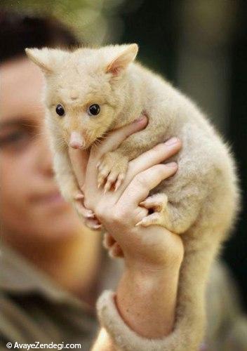 پوسوم سومین حیوان بومی استرالیا