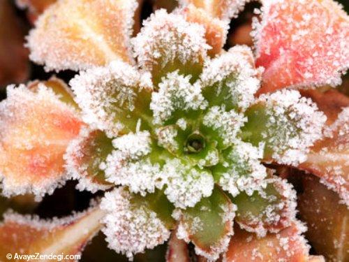 آماده ‌كردن ‌گیاهان برای ‌فصل سرما 