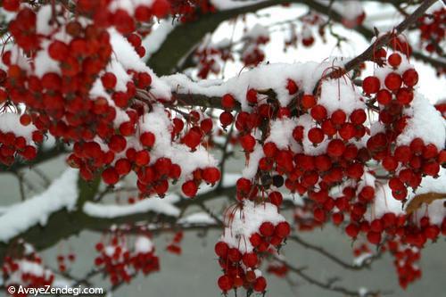 آماده ‌كردن ‌گیاهان برای ‌فصل سرما 