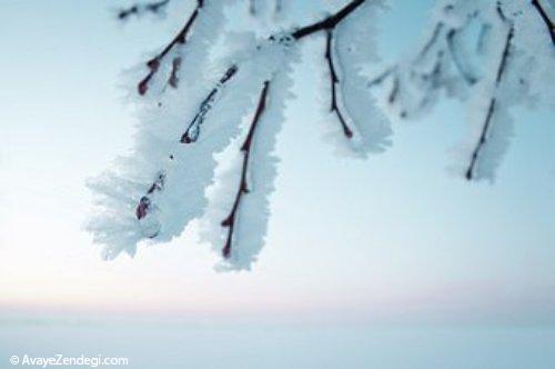 آماده ‌كردن ‌گیاهان برای ‌فصل سرما 