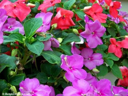 معرفی چند گل گلدانی زیبا برای طراوت بخشیدن به خانه شما معرفی چند گل گلدانی زیبا برای طراوت بخشیدن به خانه شما