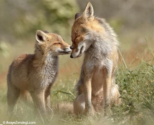 حیوانات مهربان و محبت مادری 