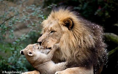 حیوانات مهربان و محبت مادری