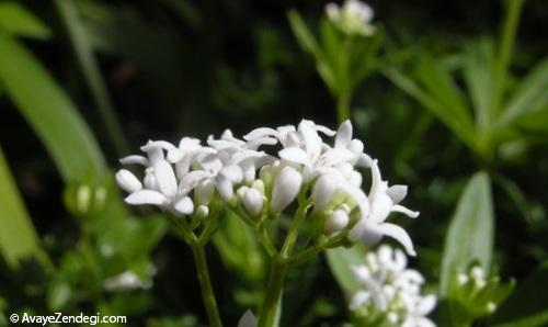 آشنایی با گل مروارید عطری