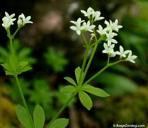 آشنایی با گل مروارید عطری