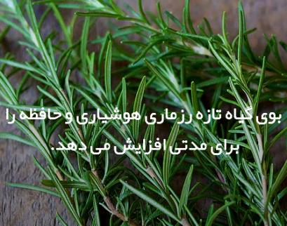 آوای زندگی