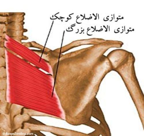 آناتومی عضلات پشت