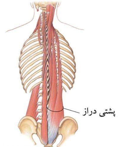 آناتومی عضلات پشت