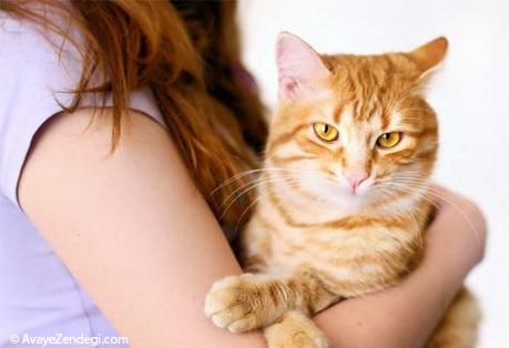 آیا موی گربه برای خانم ها خطرناک است؟نکات نگهداری از گربه