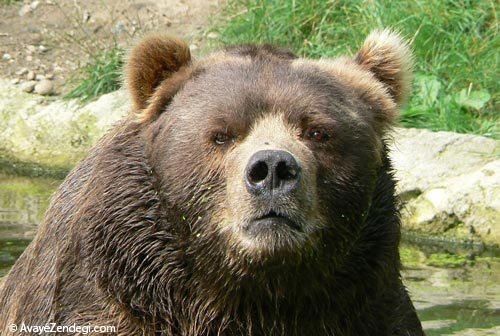 عکس خرس های بانمک و وحشی