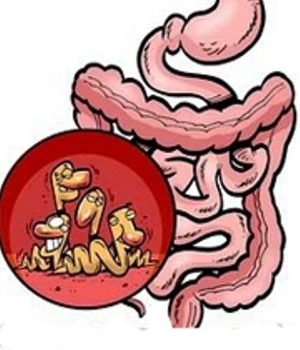 رودههایتان از باکتری خالی مباد روده هایتان از باکتری خالی مباد