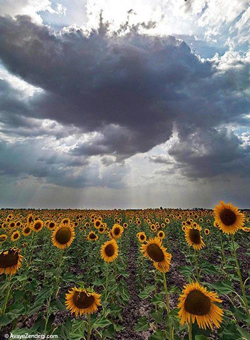 گل آفتابگردان