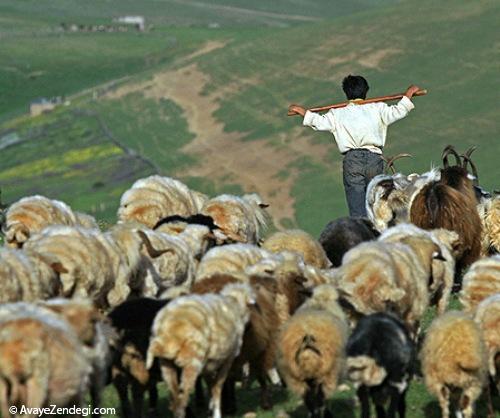 ماجرای چوپان و مشاور‎