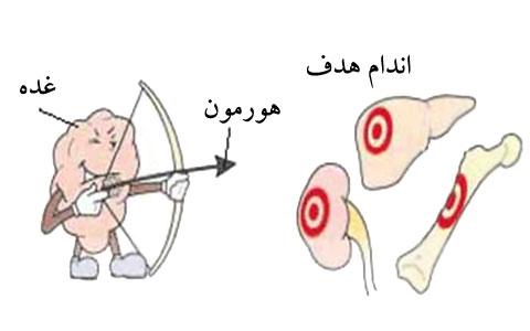آناتومی دستگاه غدد