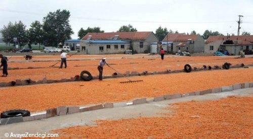  حرکت جالب برای فروش بیشتر میگو 