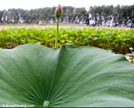 برکه نیلوفر های آبی در آمل 