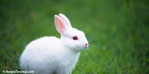 خرگوش های کوچولو و بامزه