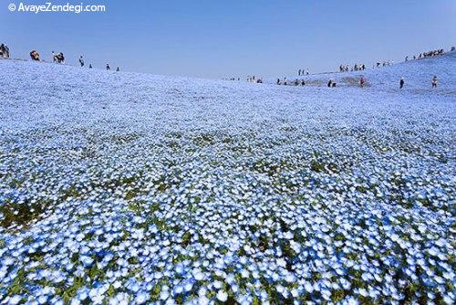 جهانگردی، مزارع گل‌های آبی در ژاپن 