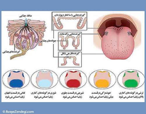 چرا حس چشایی کم می شود؟