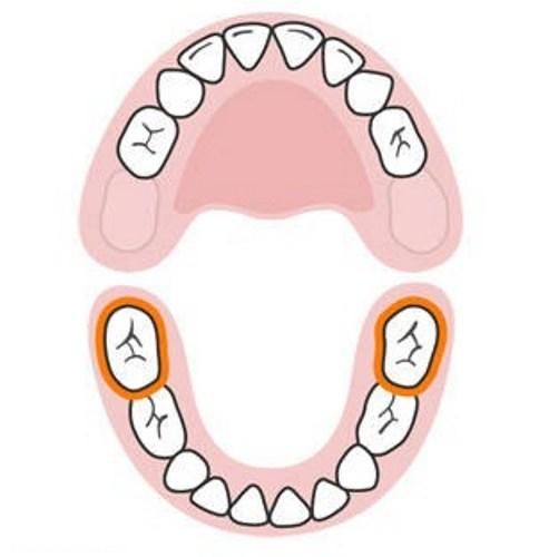 ترتیب رشد دندان های کودک 