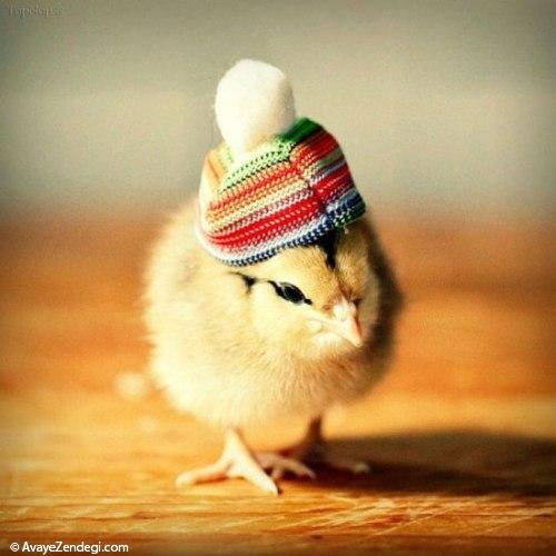 کلاه برای جوجه فشن ها
