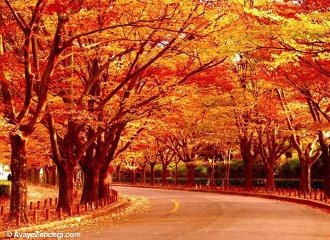 در جاده های پاییز عاشق شوید