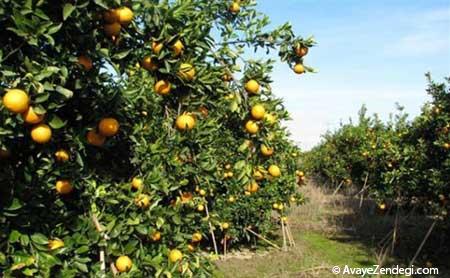 با سفر به زرگر محله از هوای پاک لذت ببرید!