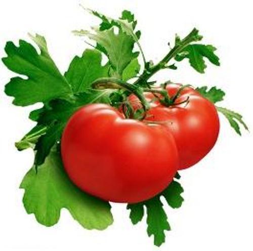 آموزش کشت گلخانه ای گوجه فرنگی