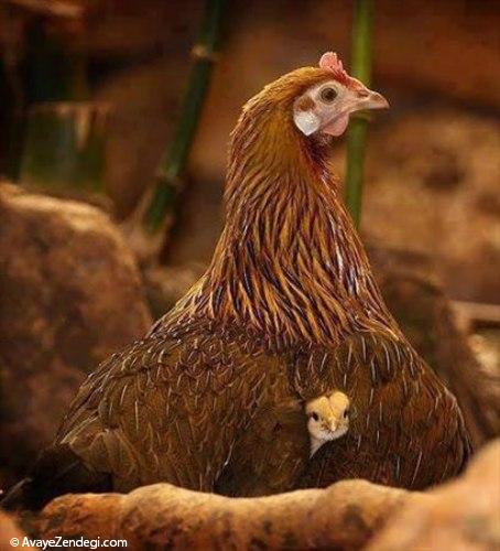 عکس های جالب از دنیای حیوانات