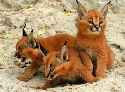 عکس های جالب از دنیای حیوانات