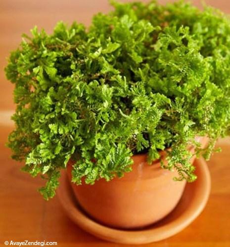 بهترین گیاهان برای تراریوم بهترین گیاهان برای تراریوم