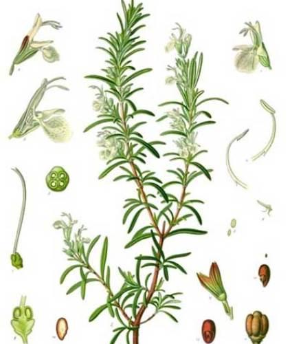 پرورش و نگهداری گیاه رزماری (رومارن) پرورش و نگهداری گیاه رزماری