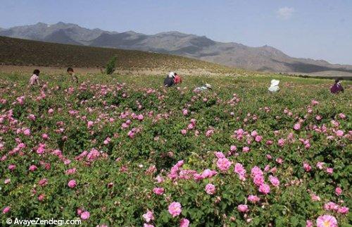  برداشت گل محمدی 