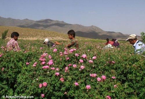  برداشت گل محمدی 