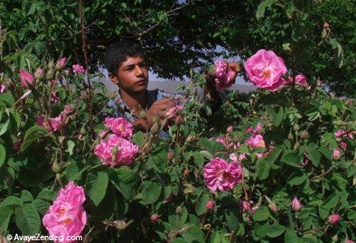  برداشت گل محمدی 