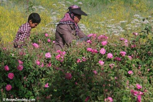  برداشت گل محمدی 