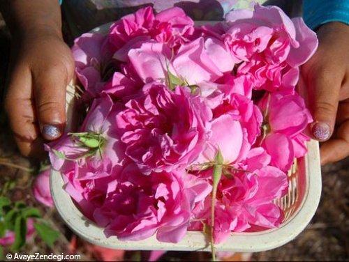 آوای زندگی