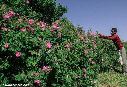  برداشت گل محمدی 