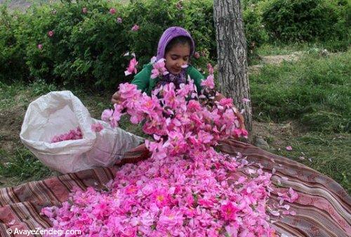  برداشت گل محمدی 