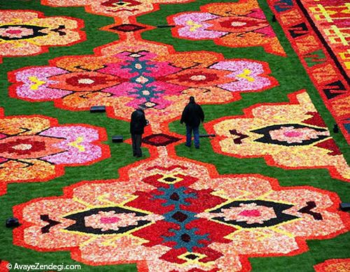 فرشی از گل در میدان بروکسل